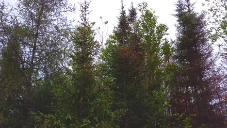 Bosque-De-Pinos-Con-Colores-Secados-Anaranjados-Después-De-Un-Incendio-Forestal-Cerca-De-Lebel-sur-quévillon-En-Quebec,-Canadá