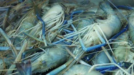 food--blue-prefrozen-river-prawns