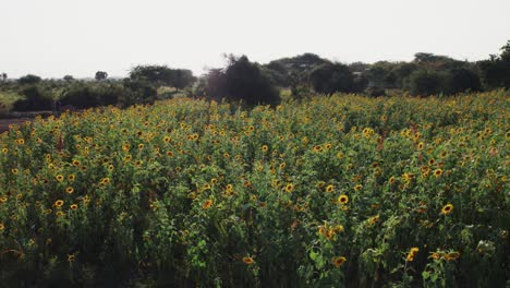 Sunflower-farm-during-sunset-with-lush-green-leaves-on-a-farm-in-Africa