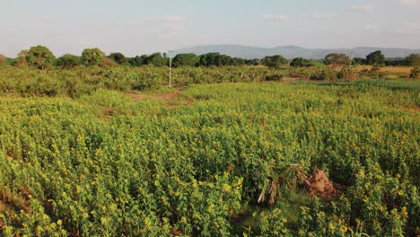 Sonnenblumenfarm-Bei-Sonnenuntergang-Mit-üppigen-Grünen-Blättern-Auf-Einem-Bauernhof-In-Afrika
