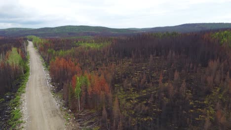 Waldbrand-Nach-Dem-Kanadischen-Waldbrand-In-Quebec,-Verkohlter-Waldboden,-Tote-Bäume-Lebel-sur-Quevillon