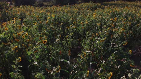 Sunflower-farm-during-sunset-with-lush-green-leaves-on-a-farm-in-Africa