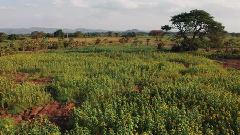 Sonnenblumenfarm-Bei-Sonnenuntergang-Mit-üppigen-Grünen-Blättern-Auf-Einem-Bauernhof-In-Afrika