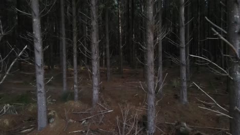 Drone-aerial-moving-into-a-dark-pine-forest