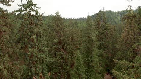 Low-aerial-shot-through-dense-pine-trees