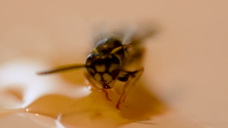 Wasp-stuck-in-honey