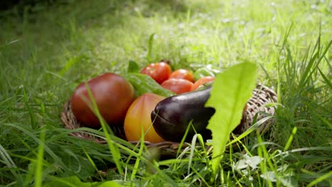 Slow-orbiting-shot-of-a-selection-of-organic-vegetables-in-a-basket-in-the-grass