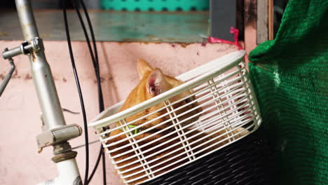 Cat-Licking-Its-Fur-While-Lying-Inside-The-Basket-On-The-Bicycle