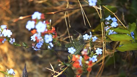 Blue-and-red-flowers-with-green-leaves-on-a-tree