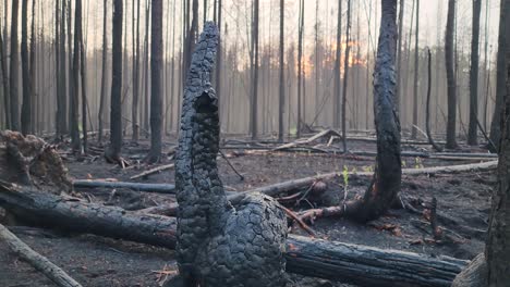 Charred-Remains-Of-Tree-Stump-And-Blackend-Trees-After-Ontario-Wildfires,-Canada