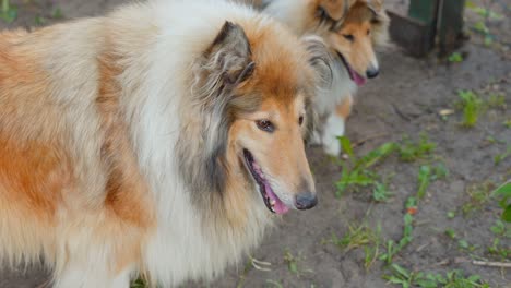 Couple-of-rough-collie-dogs-outdoors,-close-up-view