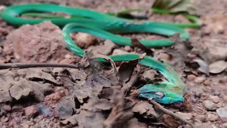Close-up-zoom-in-shot-of-ants-on-Indian-vine-snake-skin-on-ground
