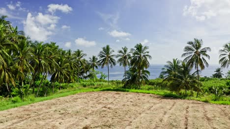 From-field-through-palm-trees,-drone-revealing-typical-Bajan-homes