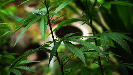 Primer-Plano-De-Una-Planta-De-Cannabis-En-La-Isla-De-Koh-Phi-Phi,-Tailandia