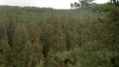 Aerial-shot-past-large-fir-tree-revealing-pine-forest