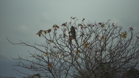 Ein-Affe-Sitzt-Bei-Windigem-Wetter-Auf-Einem-Baum