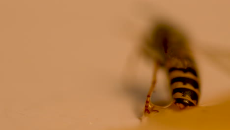 Eine-Biene-Versucht,-Ihren-In-Einem-Honigtropfen-Gefangenen-Hinterleib-Zu-Befreien