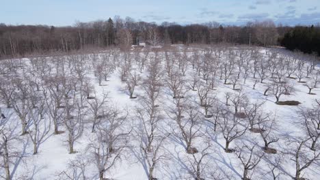 Iconic-orchard-in-winter-season,-aerial-drone-view