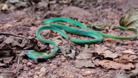 Serpiente-Verde-Muerta-Tirada-En-El-Camino-De-Barro-Y-Hormigas-Sobre-Ella