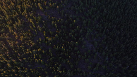 Filmische-Luftdrohne-Sonnenaufgang-Morgensonne-Wald-Einzigartiges-Licht-Denver-Front-Range-Ausläufer-Rocky-Mountains-Idaho-Springs-Immergrüner-Mount-Evans-14er-Wildnis-Squaw-Pass-Echo-Mountain-Blick-Nach-Unten