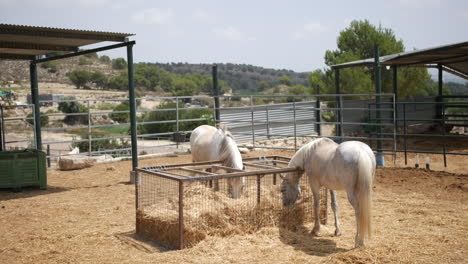 Weiße-Pferde-Fressen-Heu-In-Einem-Spanischen-Stall