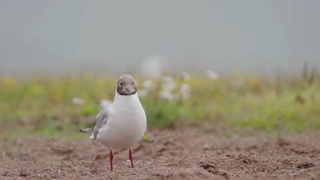 Black-headed-Gulls-walking-on-ground-and-searching-for-food