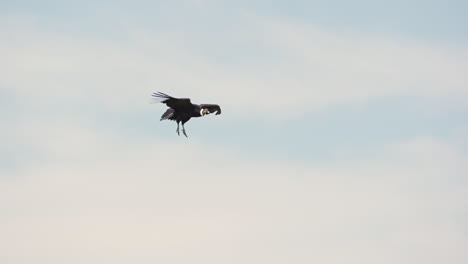 Adult-andean-condor-flying-in-slow-motion-with-legs-hanging-getting-ready-to-land-on-a-cliff