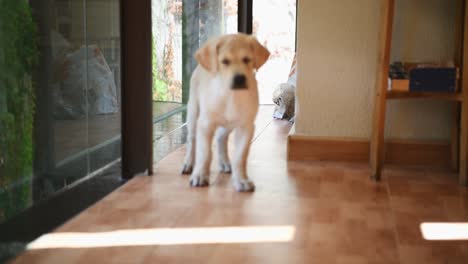 Golden-retriever-puppy-at-home
