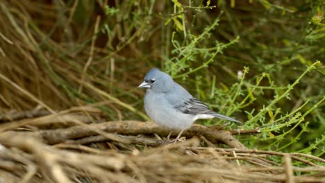 Pájaro-Pinzón-Azul-En-Terreno-Natural-Del-Parque-Nacional-Del-Teide,-Tenerife