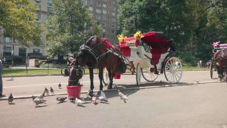 Horse-yoked-to-carriage-in-central-park-white-red-buggy-eats-feed-from-bucket