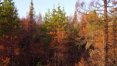 Volando-A-Través-De-árboles-Carbonizados-Y-Que-Rebrotan-En-El-Bosque-En-Quebec,-Canadá