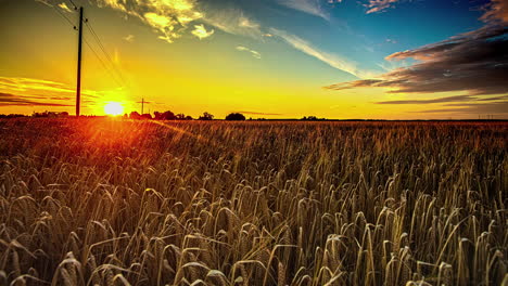 Weizenfarmfeld-Beleuchtet-Mit-Gelb-goldenem-Sonnenuntergangshimmel