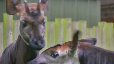 Okapi-raise-heads-and-flap-ears-around,-face-closeup-in-dublin-zoo-ireland