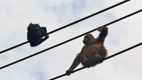 Orangutanes-Del-Noroeste-De-Borneo-Cuelgan-De-Cuerdas-En-Lo-Alto-Del-Aire-En-El-Zoológico-De-Dublín,-Irlanda