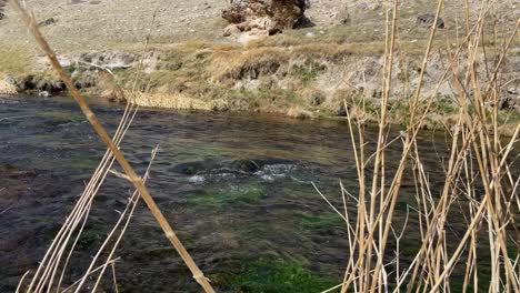 Fluss-Mit-Fließendem-Wasser-Und-Trockenen-Pflanzen-An-Den-Seiten