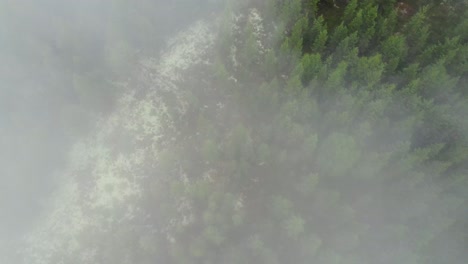 Spectacular-dynamic-aerial-sweeping-through-fog-over-treetops
