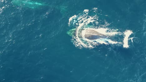 Humpback-Whales-swimming-across-the-blue-ocean-breathing-and-spouting-on-the-surface