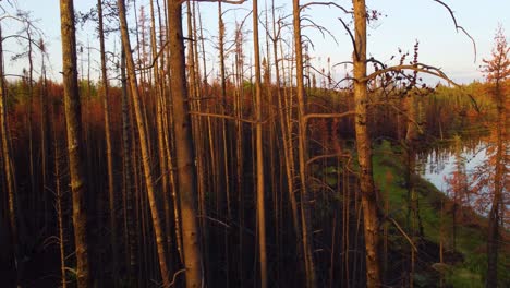 Bosque-Con-árboles-Carbonizados-Y-Desnudos-Después-De-Un-Incendio-Forestal-Cerca-De-Lebel-sur-quévillon-En-Quebec,-Canadá