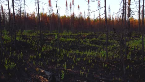 Vegetation-growing-in-a-forest-devastated-by-a-large-fire-in-Quebec,-drone-crashes-in-the-end