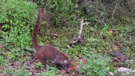 Adorable-Central-American-Coatimundi-sniffs-ground-looking-for-food