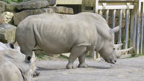 Southern-white-rhinoceros-backs-up-and-lowers-head-looking-around-enclosure-of-zoo