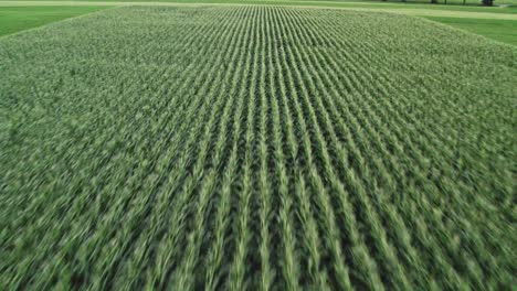 Endless-corn-field,-aerial-drone-fast-fly-above-view