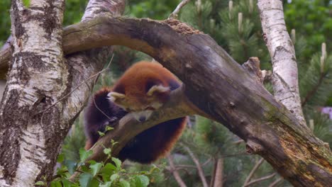 Red-panda-sits-on-tree-looking-down-below-at-ground,-dublin-zoo-ireland