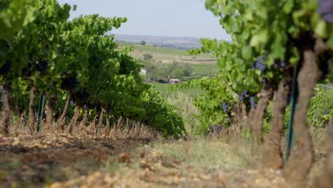 Static-shot-of-a-line-of-grapevines-ready-for-harvesting-in-the-vineyard