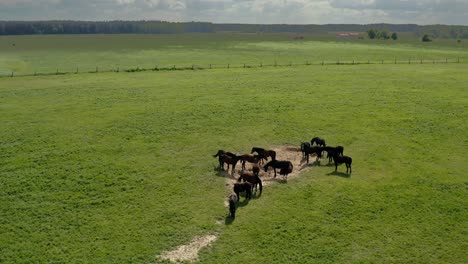 Aerial-View-Of-Herd-Of-Horses-In-Green-Pasture-In-Warmia,-Poland---drone-shot