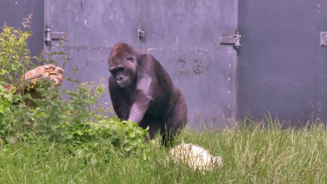 Dublin-Zoo-Western-Lowland-Gorilla-walks-roaming-and-standing-in-front-of-large-metal-enclosure-gate