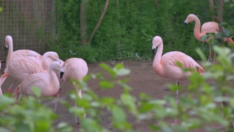 Chilean-flamingoes-walk-and-peck-at-ground-standing-in-flock-at-zoo