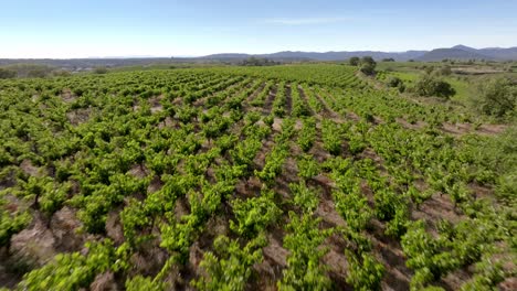 Slow-aerial-shot-overhead-juvenile-vineyards-in-the-south-of-France