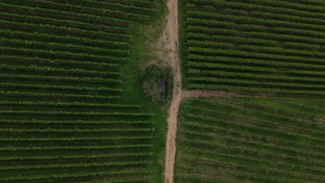 Push-In-On-A-wooden-hut-in-between-deep-green-vineyards-with-many-grapevines-on-hills-in-the-countryside-aerial-view,-push-in