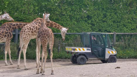 Giraffes-stare-curious-at-zookeeper-in-protected-UTV-vehicle-in-enclosure-pen